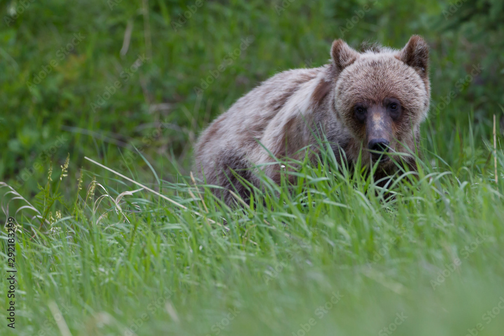 Grizzly Bear in the kananaskis Valley Grizzly Bear in the kananaskis Valley