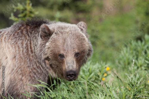 Grizzly Bear in the kananaskis Valley