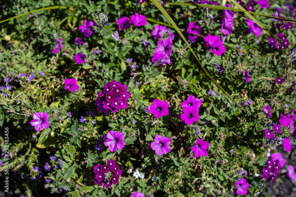 Obraz premium Purple Flowers