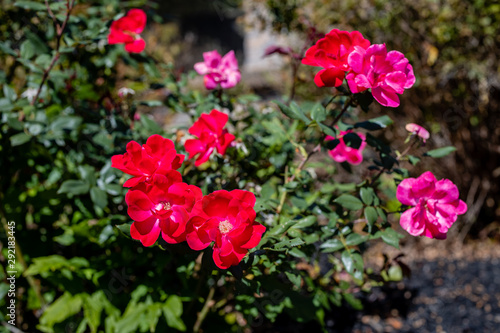 red flowers in the garden © Juwan