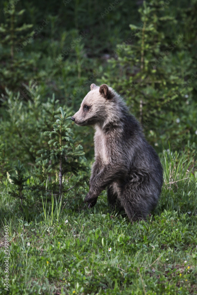 Fototapeta premium Grizzly Bear Cub