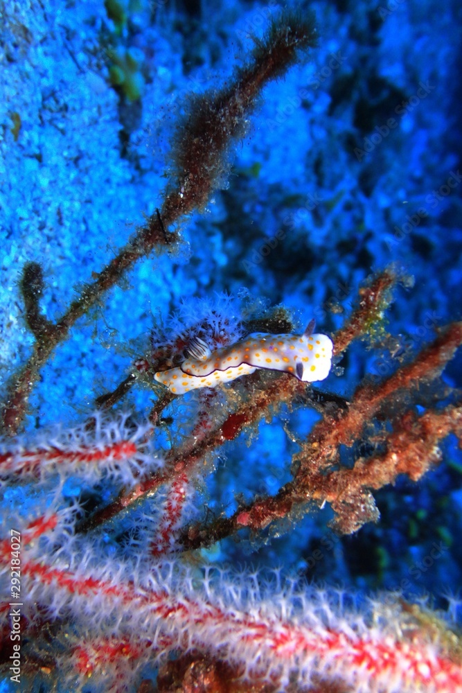 Nudibranch gastropod mollusks under deep sea