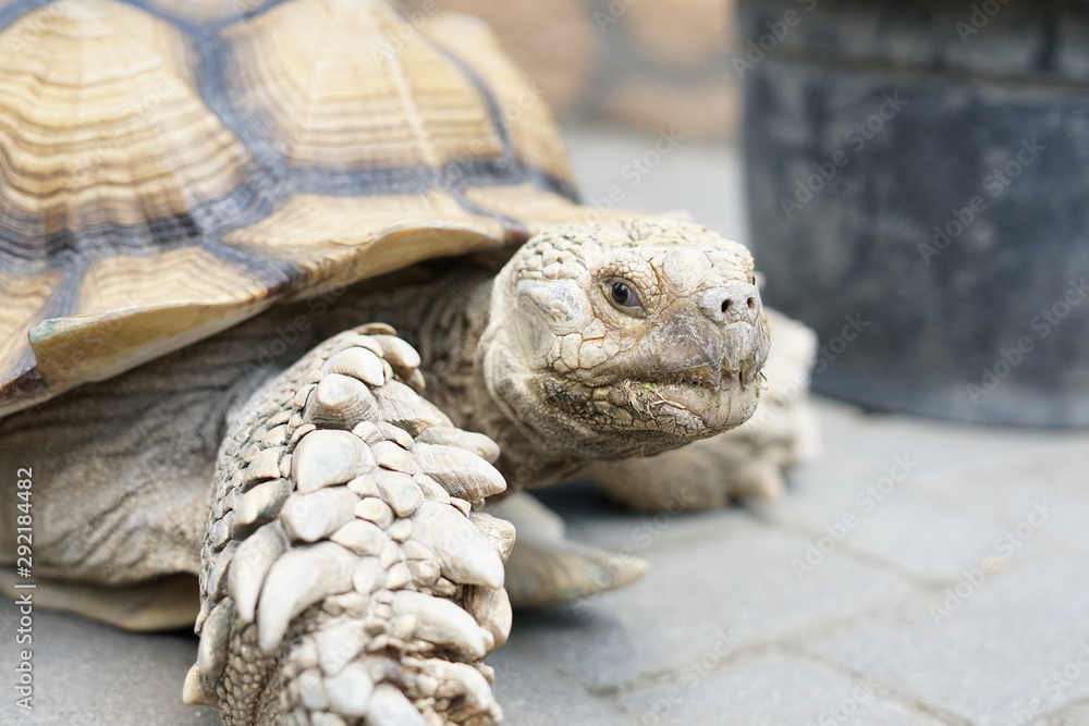 Bright Tortoise Bright Tortoise