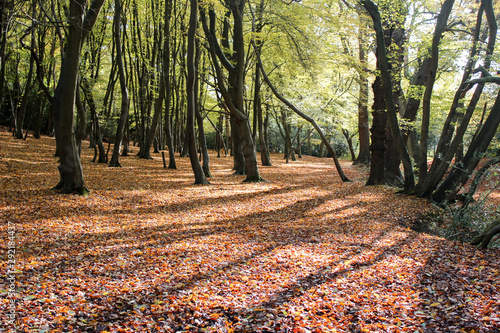 Epping forest in autumn