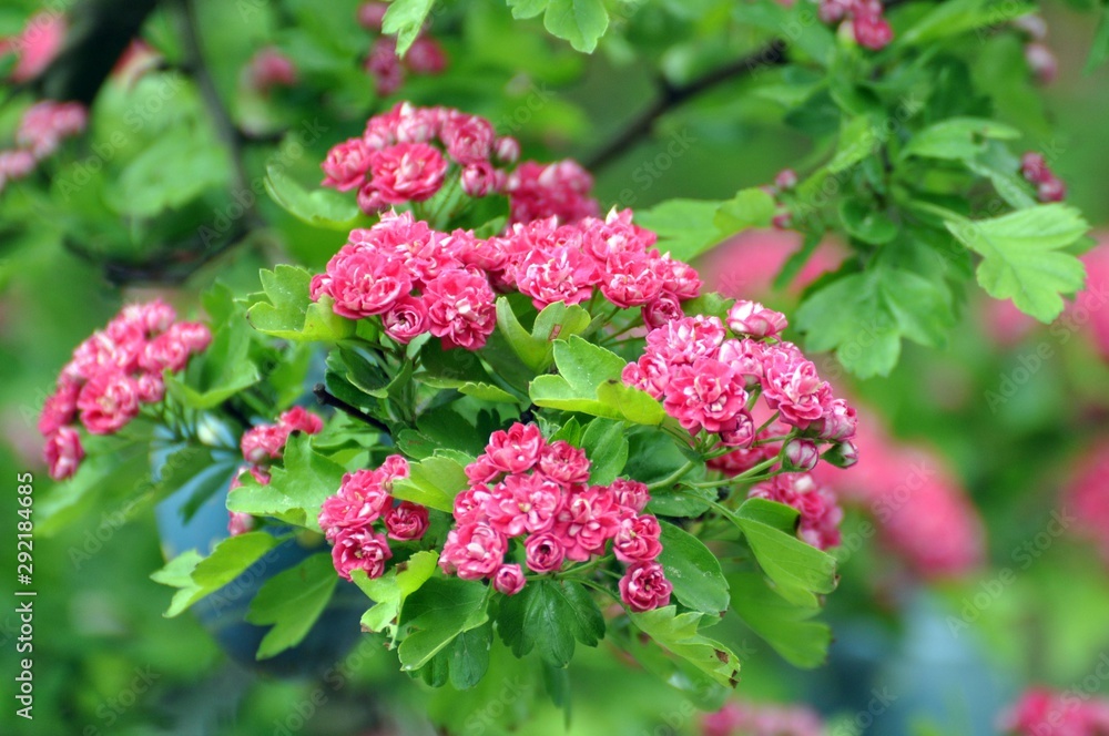 Crataegus laevigata ‚Paul’s Scarlet‘ Crataegus laevigata ‚Paul’s Scarlet‘
