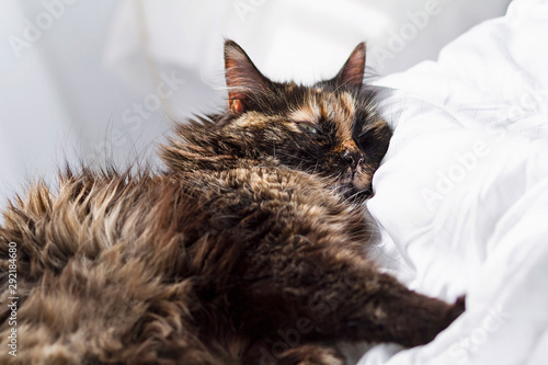 A long haired female cat having rest over a bed