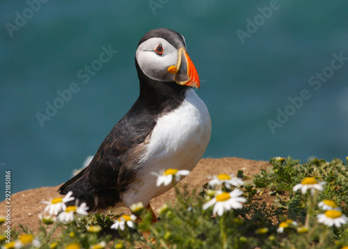 Close up of a wild atlantic puffin (Fratercula arctica) on the island of Skomer in Pembrokeshire, Wales, UK in the summer sunshine