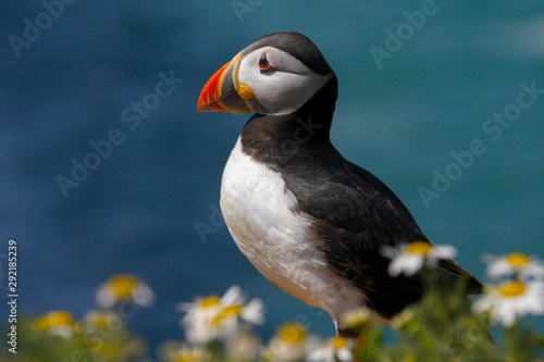 Close up of a wild atlantic puffin (Fratercula arctica) on the island of Skomer in Pembrokeshire, Wales, UK in the summer sunshine