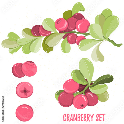 Fototapeta Naklejka Na Ścianę i Meble -  Cranberry isolated on white background