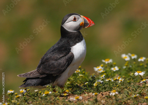 Close up of a wild atlantic puffin  Fratercula arctica  on the island of Skomer in Pembrokeshire  Wales  UK in the summer sunshine