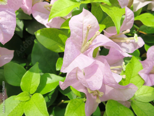 Pink flower name bougainvillea 