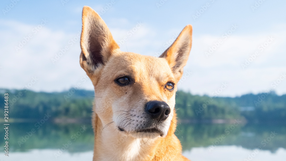 Portrait of cute jack russell terrier in the outdoors Portrait of cute jack russell terrier in the outdoors