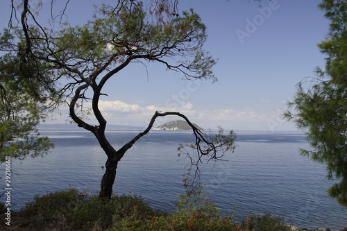 Recreation. View through the pine trees of the Aegean Sea in Sithonia. Greece. A warm sunny day in September. Bright colors and amazing beauty of nature.