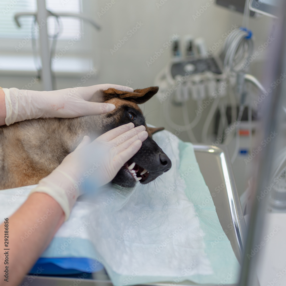 Veterinary doctors conducting surgery. A dog is under anesthesia. Close