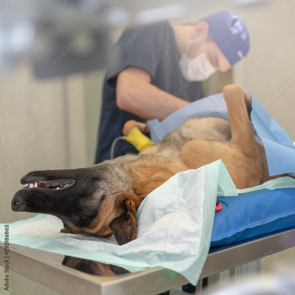 Sterilization of dog on surgical table under general anesthesia and