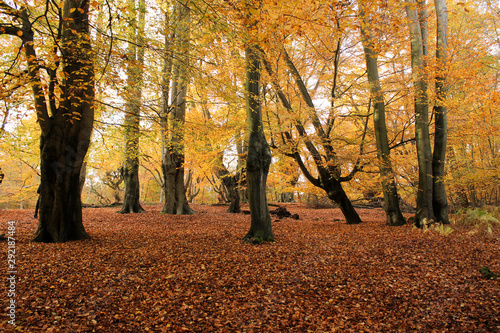 Epping forest in London in autumn photo