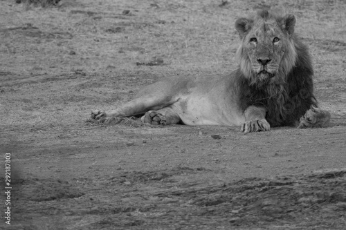Fototapeta Naklejka Na Ścianę i Meble -  Asiatic male lion