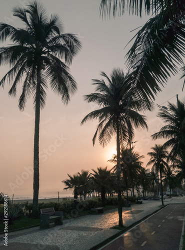 palm trees at sunset © carlos