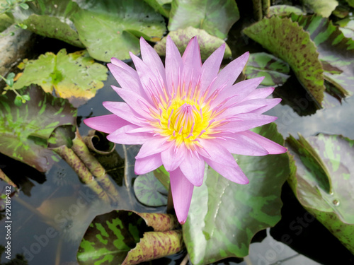 Lotus water lily 