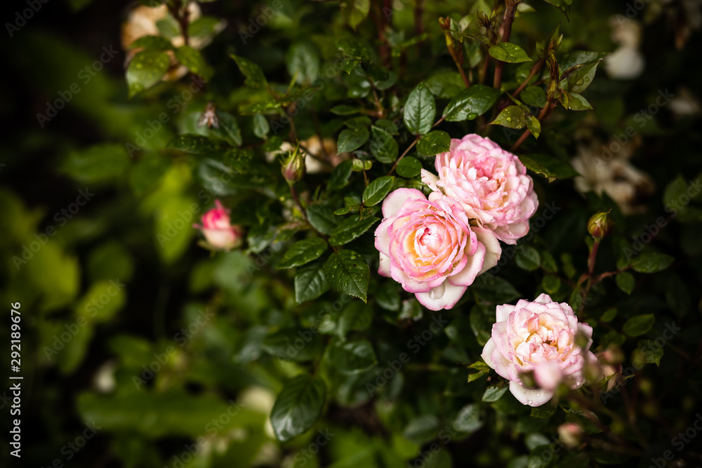 beautiful shrub roses in the garden.Pink pale roses bush over summer garden or park nature background. Roses garden, outdoor with sunshine and bokeh.Blossoming pink rose. beautiful shrub roses in the garden.Pink pale roses bush over summer garden or park nature background. Roses garden, outdoor with sunshine and bokeh.Blossoming pink rose.