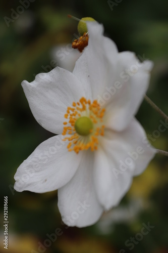 closeup of white flower