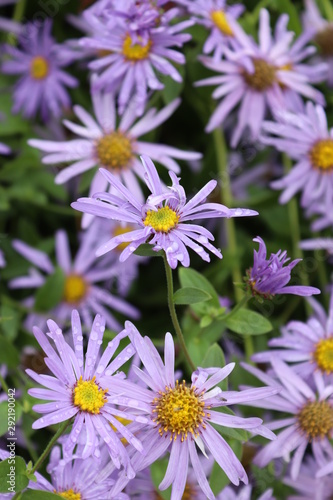 flowers in the garden