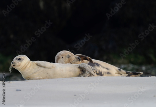 Junge Seehunde auf der Düne Helgoland