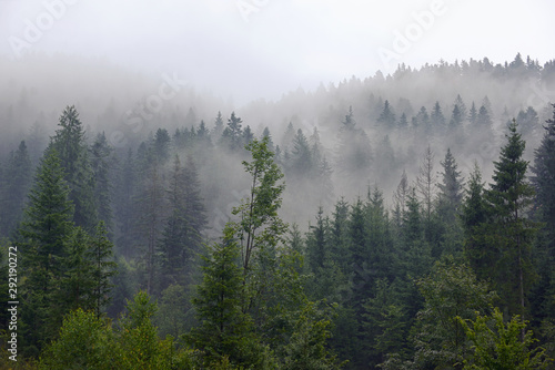 Romania foggy forest on mountain
