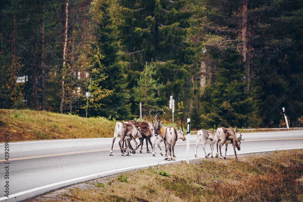 Reindeers walking on the road in autumn season in Finland Reindeers walking on the road in autumn season in Finland