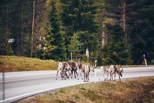 Reindeers walking on the road in autumn season in Finland
