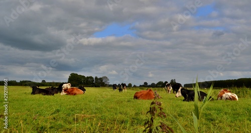 Beautiful spotted cows resting on meadows, gray clouds, blue sky. Groningen, Netherlands.