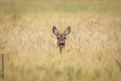 Fototapeta Naklejka Na Ścianę i Meble -  Roe deer in wheat field. European wildlife.