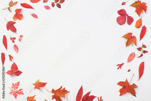 red autumn leaves on white background