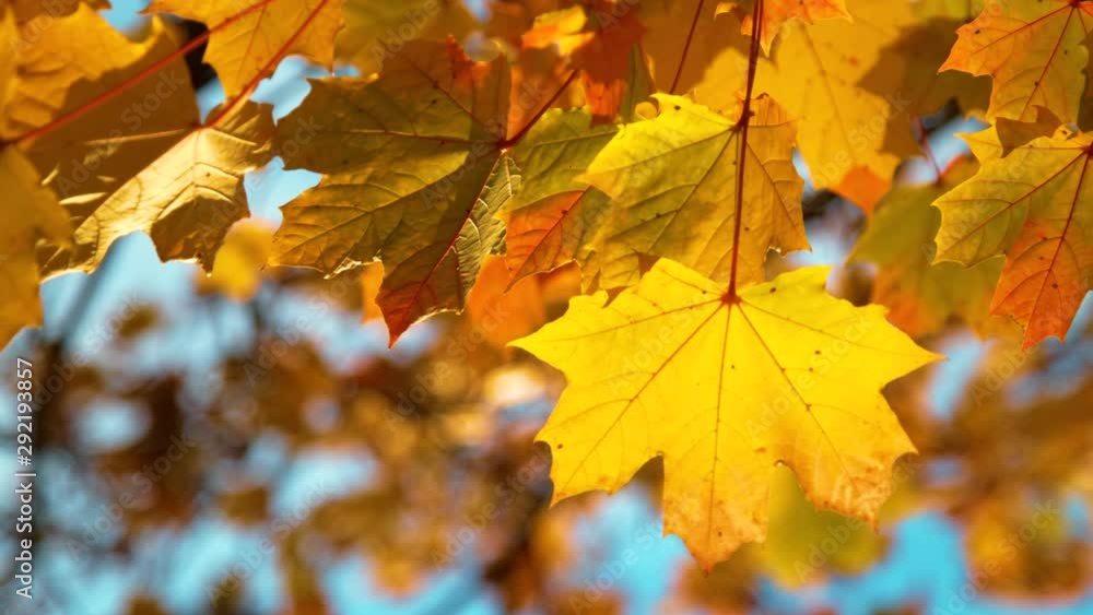 SLOW MOTION, CLOSE UP, DOF: Detailed shot of tree leaves changing their colors on a sunny day in October. Gorgeous tree leaves rustle in the gentle autumn breeze blowing through the picturesque park. SLOW MOTION, CLOSE UP, DOF: Detailed shot of tree leaves changing their colors on a sunny day in October. Gorgeous tree leaves rustle in the gentle autumn breeze blowing through the picturesque park.