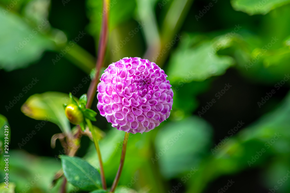 Pom pom Dahlia in full bloom