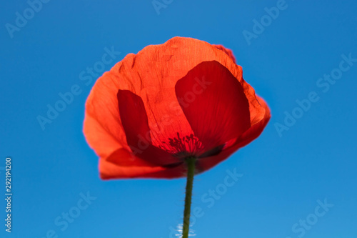 red poppy on a blue background