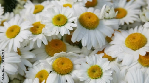 Chamomile flowers