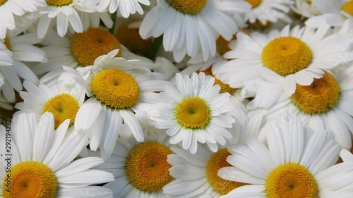 Chamomile flowers