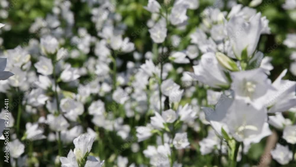 bells flowers bells flowers