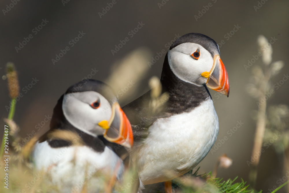 Naklejka premium Puffins