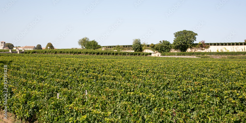Vineyard at Saint-Emilion France panorama in web banner template header panoramic