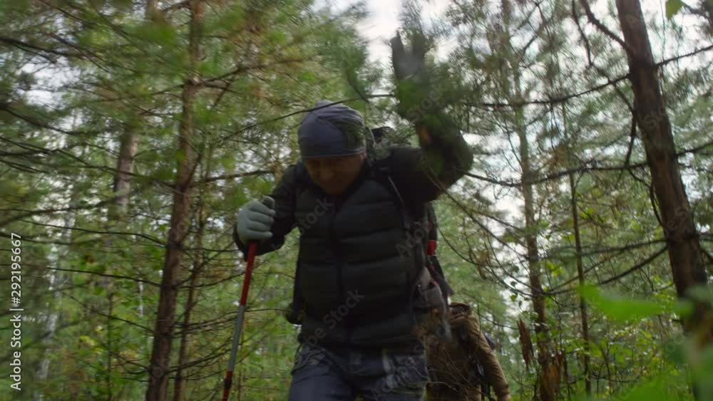 Low angle shot of senior male hikers walking with pole and moving tree branches away from the way while hiking in thick forest with friends Low angle shot of senior male hikers walking with pole and moving tree branches away from the way while hiking in thick forest with friends