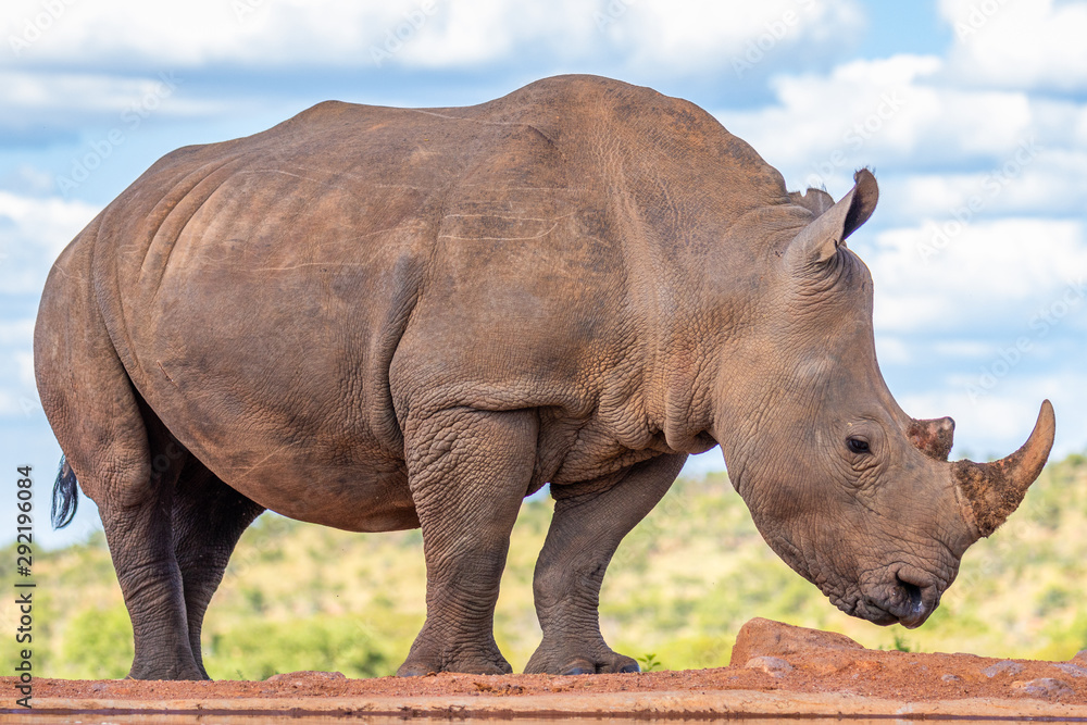 Obraz premium Portrait of a white rhinoceros (Ceratotherium simum) drinking water, Welgevonden Game Reserve, South Africa.
