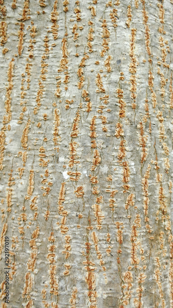 Obraz premium Bark of tree background of texture
