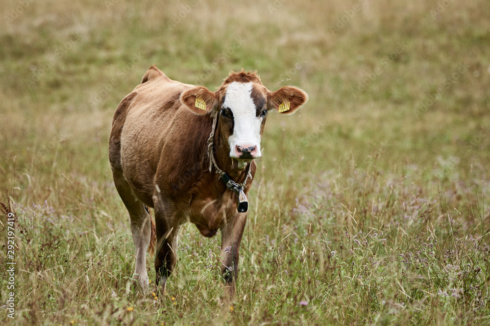 Brown cow stands in rural grass field Brown cow stands in rural grass field