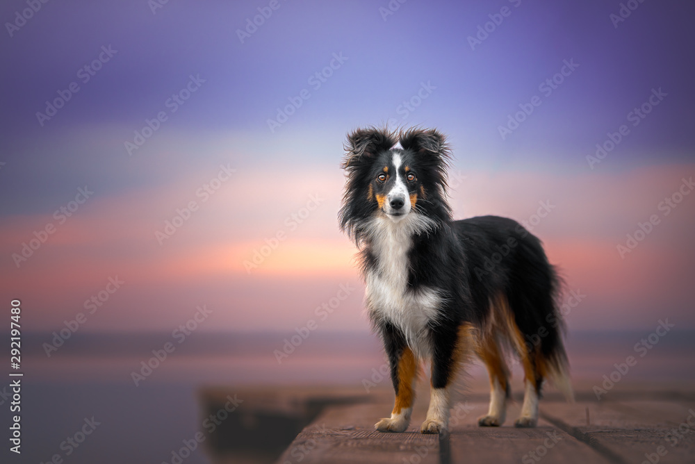 Shetland shepherd in a natural environment