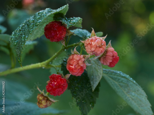 A cluster of heritage  heirloom  organic raspberries in a garden.