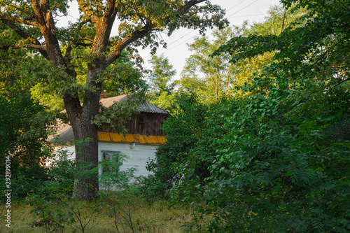 Abandoned old wooden house among the green trees and tall grass. Rural landscape.