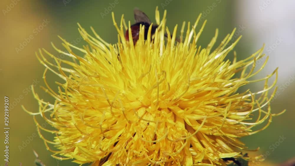 A bumblebee collecting pollen from a yellow flower with another one hovering nearby. Close-up macro shot. A bumblebee collecting pollen from a yellow flower with another one hovering nearby. Close-up macro shot.