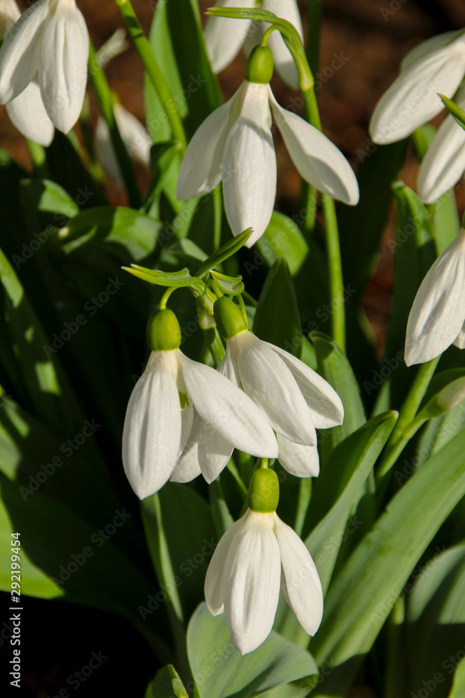 Snowdrops (Galanthus) flowering in the spring sunshine. Taken in Cardiff, South Wales, UK Snowdrops (Galanthus) flowering in the spring sunshine. Taken in Cardiff, South Wales, UK